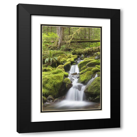Washington, Olympic NP Small stream in forest Black Modern Wood Framed Art Print with Double Matting by Paulson, Don