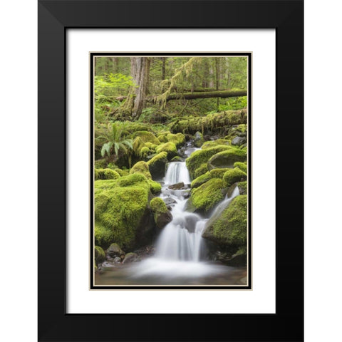 Washington, Olympic NP Small stream in forest Black Modern Wood Framed Art Print with Double Matting by Paulson, Don