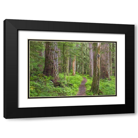 Washington, Olympic NP Old growth forest Black Modern Wood Framed Art Print with Double Matting by Paulson, Don