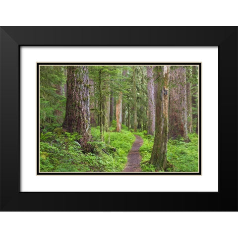 Washington, Olympic NP Old growth forest Black Modern Wood Framed Art Print with Double Matting by Paulson, Don