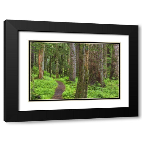 Washington, Olympic NP Old growth forest Black Modern Wood Framed Art Print with Double Matting by Paulson, Don