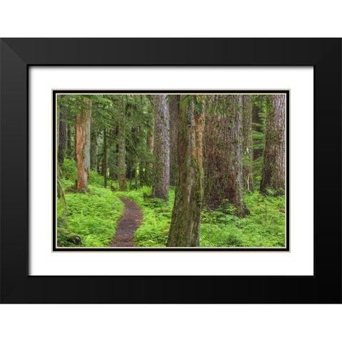 Washington, Olympic NP Old growth forest Black Modern Wood Framed Art Print with Double Matting by Paulson, Don