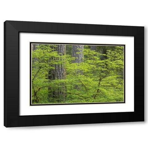 WA, Olympic NP Vine maple and Douglas fir trees Black Modern Wood Framed Art Print with Double Matting by Paulson, Don
