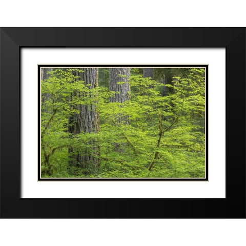 WA, Olympic NP Vine maple and Douglas fir trees Black Modern Wood Framed Art Print with Double Matting by Paulson, Don