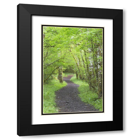 Washington, Olympic NP Trail through a forest Black Modern Wood Framed Art Print with Double Matting by Paulson, Don