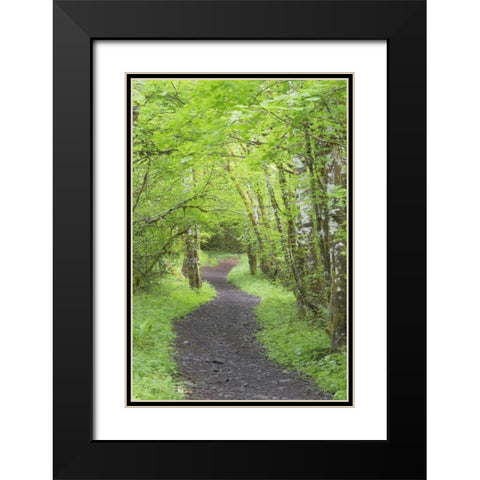 Washington, Olympic NP Trail through a forest Black Modern Wood Framed Art Print with Double Matting by Paulson, Don