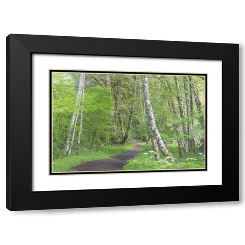 Washington, Olympic NP Trail through a forest Black Modern Wood Framed Art Print with Double Matting by Paulson, Don