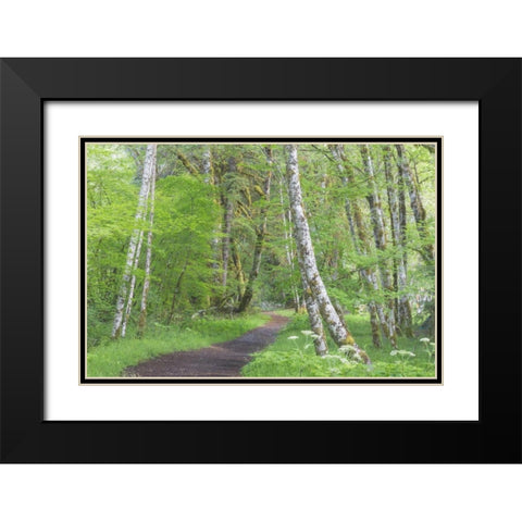 Washington, Olympic NP Trail through a forest Black Modern Wood Framed Art Print with Double Matting by Paulson, Don