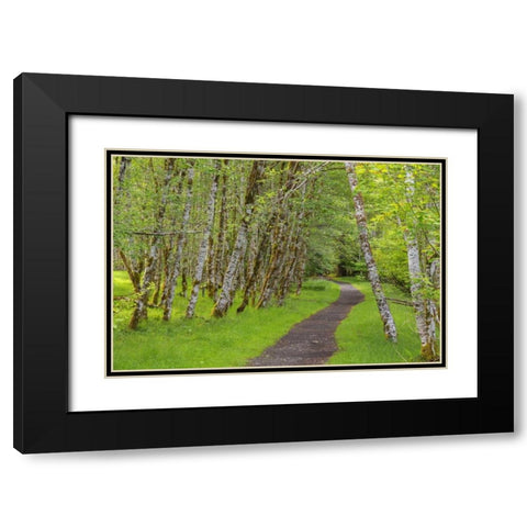 Washington, Olympic NP Trail through a forest Black Modern Wood Framed Art Print with Double Matting by Paulson, Don
