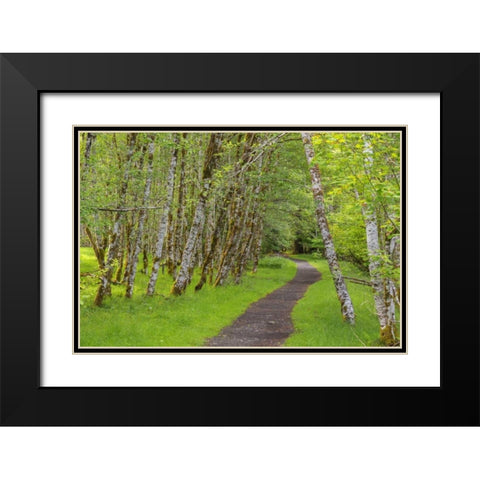 Washington, Olympic NP Trail through a forest Black Modern Wood Framed Art Print with Double Matting by Paulson, Don