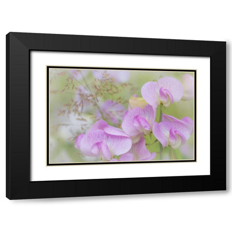 Washington, Seabeck Detail of sweet pea blossoms Black Modern Wood Framed Art Print with Double Matting by Paulson, Don