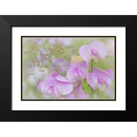 Washington, Seabeck Detail of sweet pea blossoms Black Modern Wood Framed Art Print with Double Matting by Paulson, Don