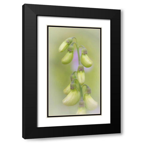 Washington, Seabeck Close-up of sweet pea buds Black Modern Wood Framed Art Print with Double Matting by Paulson, Don