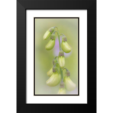 Washington, Seabeck Close-up of sweet pea buds Black Modern Wood Framed Art Print with Double Matting by Paulson, Don