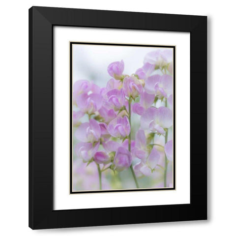 USA, Washington, Seabeck Sweet pea blossoms Black Modern Wood Framed Art Print with Double Matting by Paulson, Don