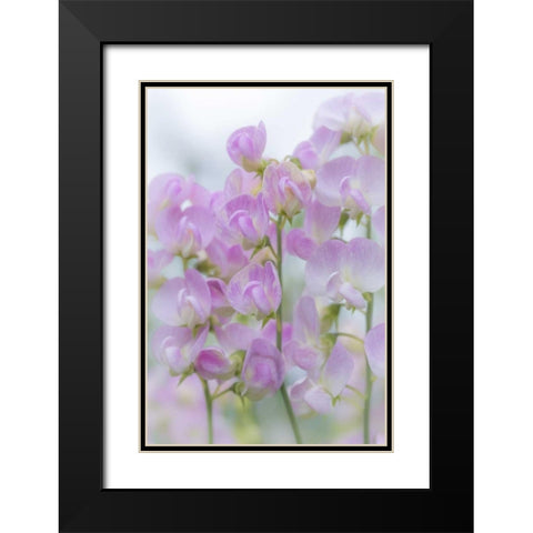 USA, Washington, Seabeck Sweet pea blossoms Black Modern Wood Framed Art Print with Double Matting by Paulson, Don
