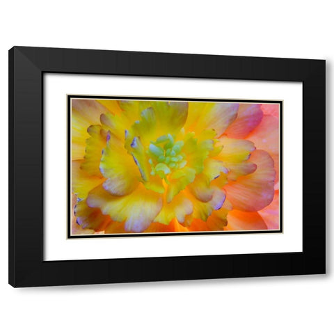 WA, Seabeck A back-lit, glowing begonia blossom Black Modern Wood Framed Art Print with Double Matting by Paulson, Don