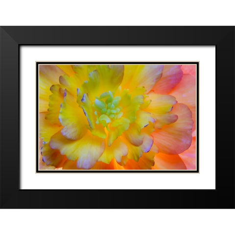 WA, Seabeck A back-lit, glowing begonia blossom Black Modern Wood Framed Art Print with Double Matting by Paulson, Don