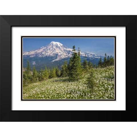 Washington Avalanche lilies and Mount Rainier Black Modern Wood Framed Art Print with Double Matting by Paulson, Don
