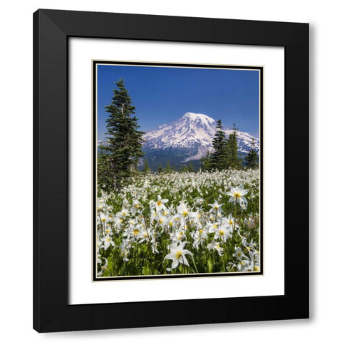Washington Avalanche lilies and Mount Rainier Black Modern Wood Framed Art Print with Double Matting by Paulson, Don