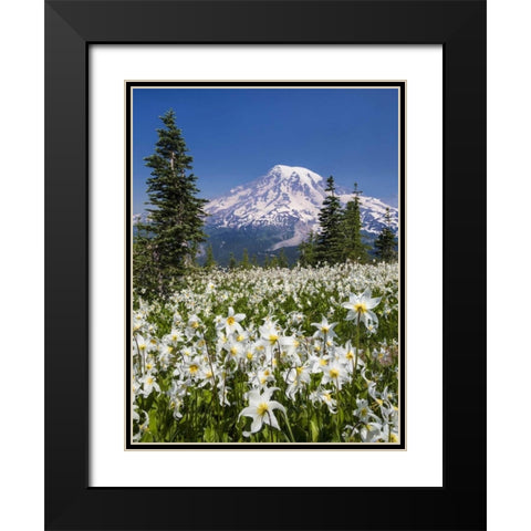 Washington Avalanche lilies and Mount Rainier Black Modern Wood Framed Art Print with Double Matting by Paulson, Don