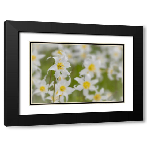 Washington, Mount Rainier NP Avalanche lilies Black Modern Wood Framed Art Print with Double Matting by Paulson, Don