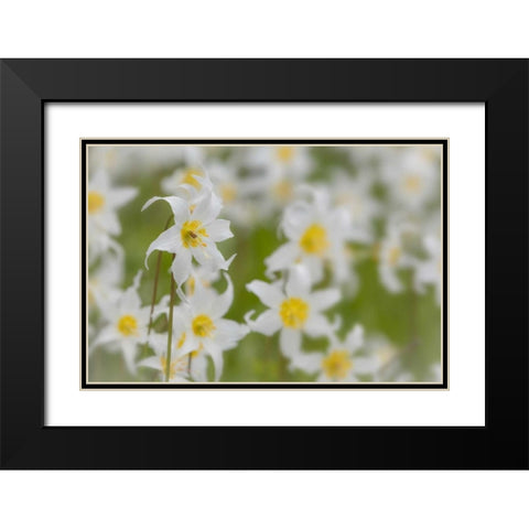 Washington, Mount Rainier NP Avalanche lilies Black Modern Wood Framed Art Print with Double Matting by Paulson, Don