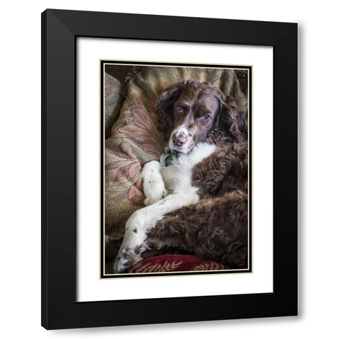 Washington English springer spaniel on couch Black Modern Wood Framed Art Print with Double Matting by Paulson, Don