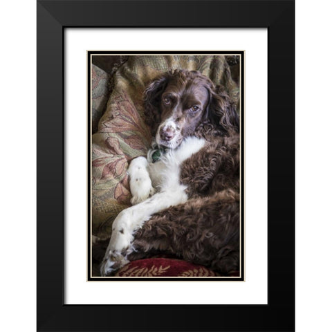 Washington English springer spaniel on couch Black Modern Wood Framed Art Print with Double Matting by Paulson, Don