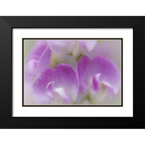 Washington, Seabeck Detail of sweet pea blossoms Black Modern Wood Framed Art Print with Double Matting by Paulson, Don
