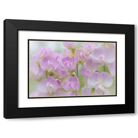 Washington, Seabeck Detail of sweet pea blossoms Black Modern Wood Framed Art Print with Double Matting by Paulson, Don