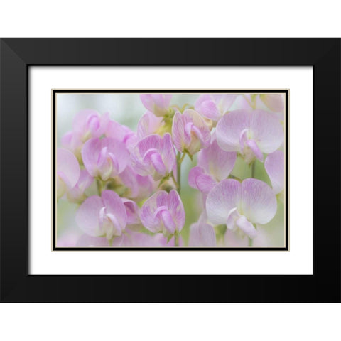 Washington, Seabeck Detail of sweet pea blossoms Black Modern Wood Framed Art Print with Double Matting by Paulson, Don