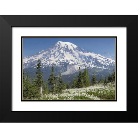 Washington Avalanche lilies and Mount Rainier Black Modern Wood Framed Art Print with Double Matting by Paulson, Don