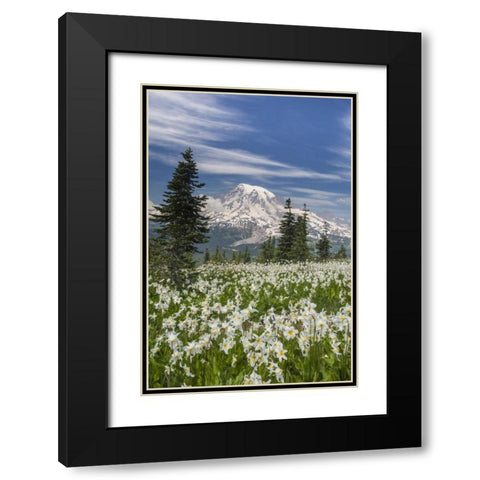 Washington Avalanche lilies and Mount Rainier Black Modern Wood Framed Art Print with Double Matting by Paulson, Don