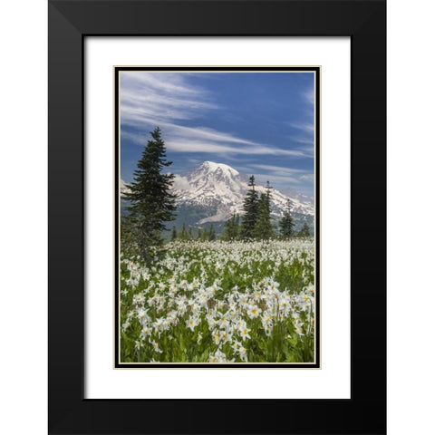 Washington Avalanche lilies and Mount Rainier Black Modern Wood Framed Art Print with Double Matting by Paulson, Don