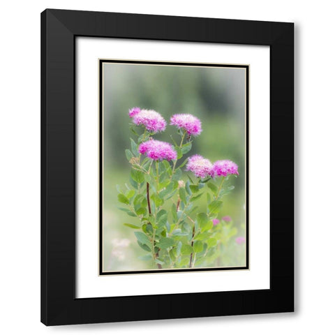 Washington, Mount Rainier NP Wildflowers Black Modern Wood Framed Art Print with Double Matting by Paulson, Don