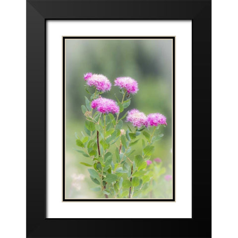 Washington, Mount Rainier NP Wildflowers Black Modern Wood Framed Art Print with Double Matting by Paulson, Don