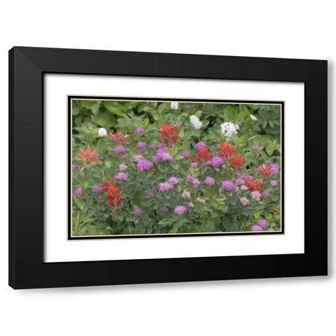 Washington, Mount Rainier NP Wildflowers Black Modern Wood Framed Art Print with Double Matting by Paulson, Don
