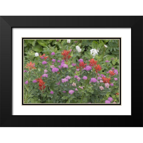Washington, Mount Rainier NP Wildflowers Black Modern Wood Framed Art Print with Double Matting by Paulson, Don