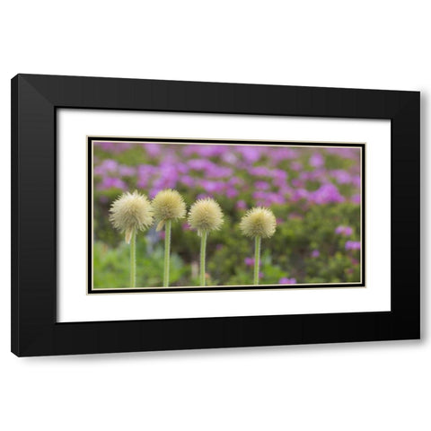 WA, Mt Rainier NP Western pasque flower seed Black Modern Wood Framed Art Print with Double Matting by Paulson, Don