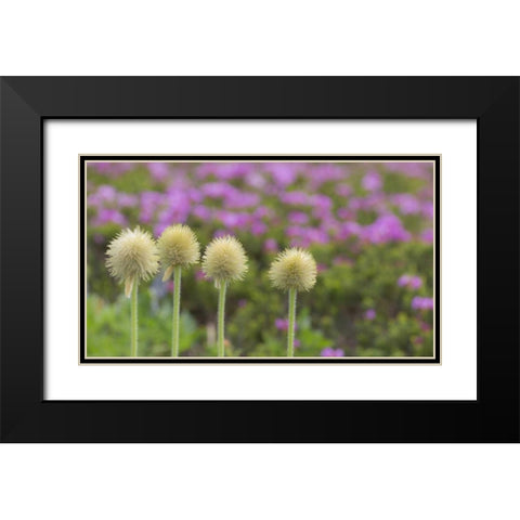WA, Mt Rainier NP Western pasque flower seed Black Modern Wood Framed Art Print with Double Matting by Paulson, Don