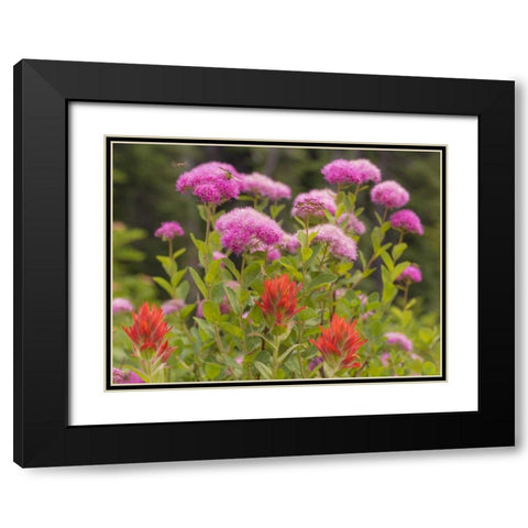 Washington, Mount Rainier NP Wildflowers Black Modern Wood Framed Art Print with Double Matting by Paulson, Don