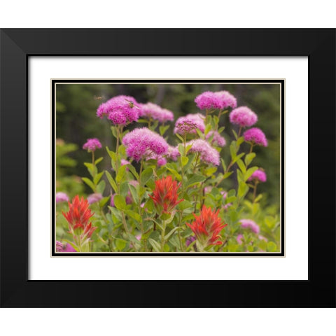 Washington, Mount Rainier NP Wildflowers Black Modern Wood Framed Art Print with Double Matting by Paulson, Don
