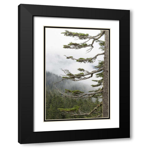 Washington, Mount Rainier NP Evergreens in fog Black Modern Wood Framed Art Print with Double Matting by Paulson, Don