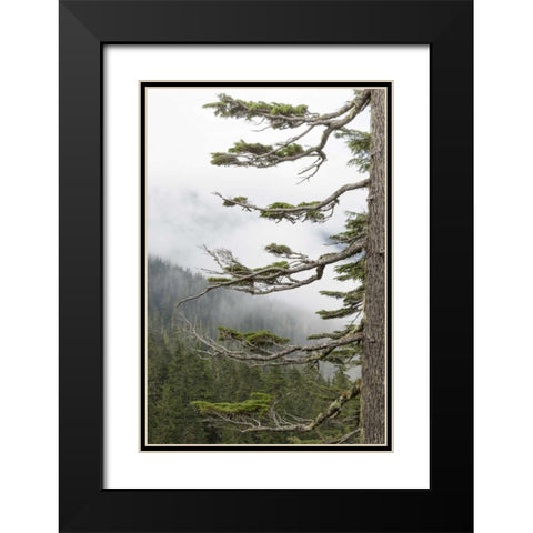 Washington, Mount Rainier NP Evergreens in fog Black Modern Wood Framed Art Print with Double Matting by Paulson, Don