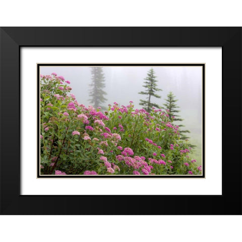 Washington, Mount Rainier NP Wildflowers Black Modern Wood Framed Art Print with Double Matting by Paulson, Don