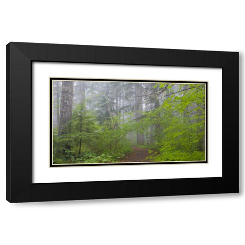 Washington, Mount Rainier NP Trail in forest Black Modern Wood Framed Art Print with Double Matting by Paulson, Don
