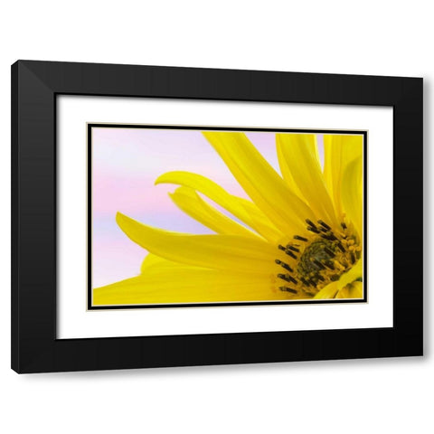 Washington Detail of sunflower blossom Black Modern Wood Framed Art Print with Double Matting by Paulson, Don