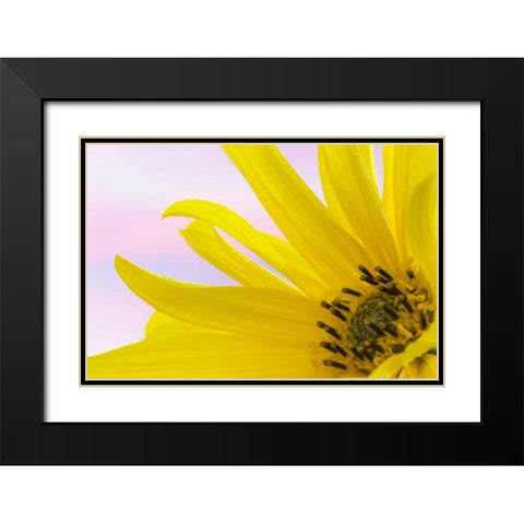 Washington Detail of sunflower blossom Black Modern Wood Framed Art Print with Double Matting by Paulson, Don