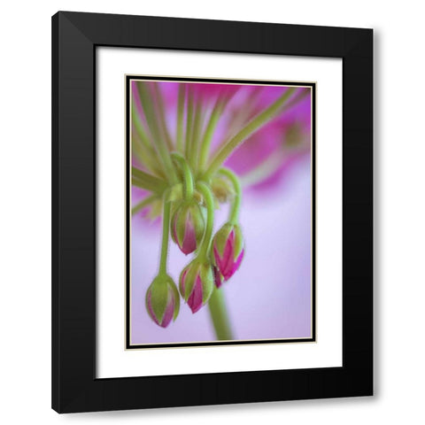 Washington Geranium buds close-up Black Modern Wood Framed Art Print with Double Matting by Paulson, Don